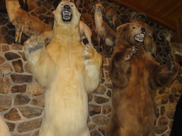 International Wildlife museum - Tucson